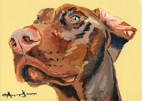 Doberman Pinscher dog ears folded 45 minute acrylic painting