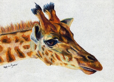 Giraffe head and neck oil pastel drawing
