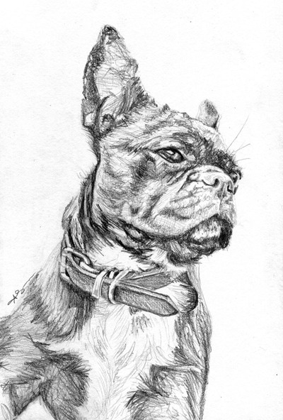 French Bulldog pencil sketch half body