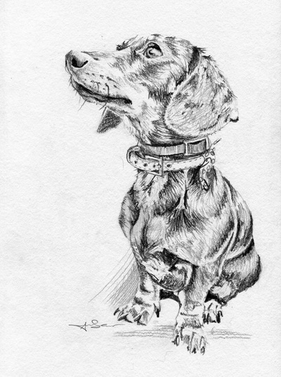 Dachshund pencil drawing sat full bodied looking up