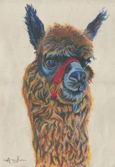 Alpaca head and neck oil pastel drawing