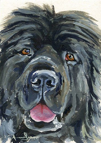 Newfoundland dog close up 45 minute acrylic painting