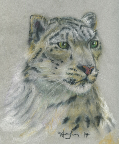 Snow Leopard wild big cat soft pastel drawing