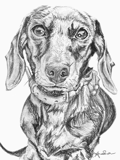 Miniature Dachshund pencil drawing face on to viewer