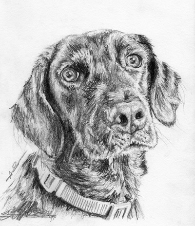 Black Labrador pencil sketch face