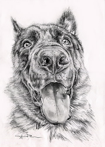German Shepherd tongue out pencil drawing