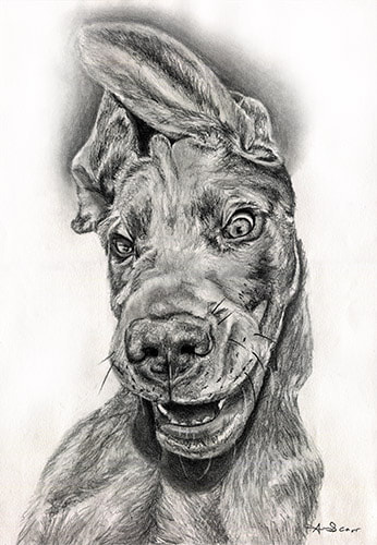 Great Dane goofy face pencil sketch