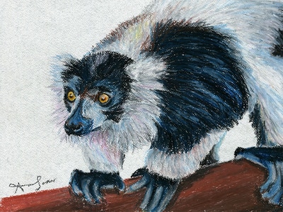 Lemur oil pastel drawing
