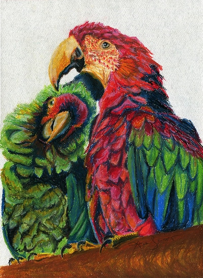 Macaw and Mexican Red Crowned parrot grooming oil pastel drawing