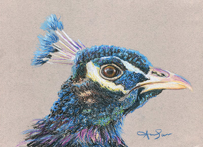 Peacock head oil pastel drawing