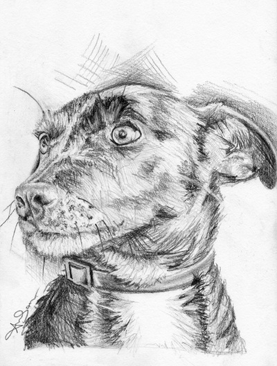 Patterdale Terrier pencil drawing face