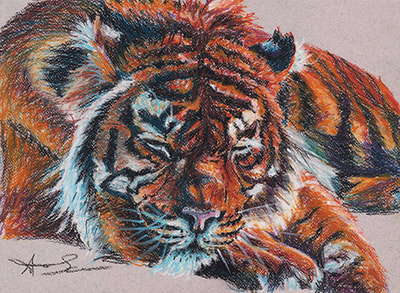 Sleeping Tiger wild big cat oil pastel drawing